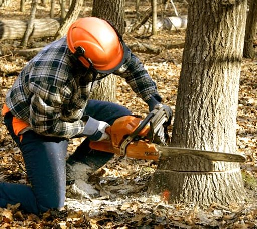 Tree Removal in Holton, MI